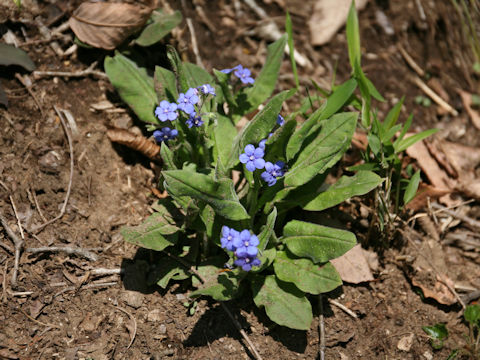 Omphalodes krameri