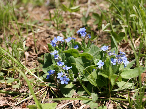 Omphalodes krameri