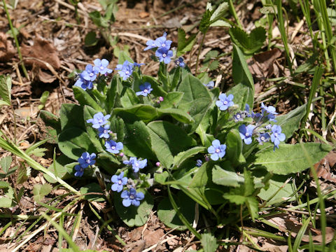 Omphalodes krameri