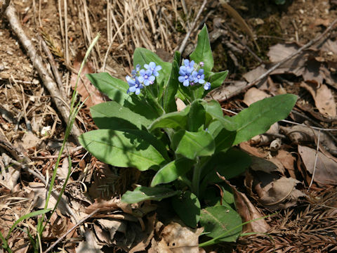 Omphalodes krameri