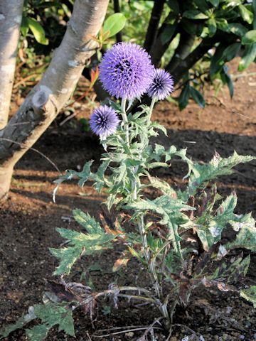 Echinops ritro