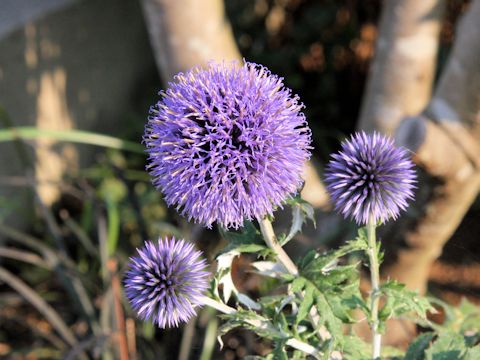 Echinops ritro