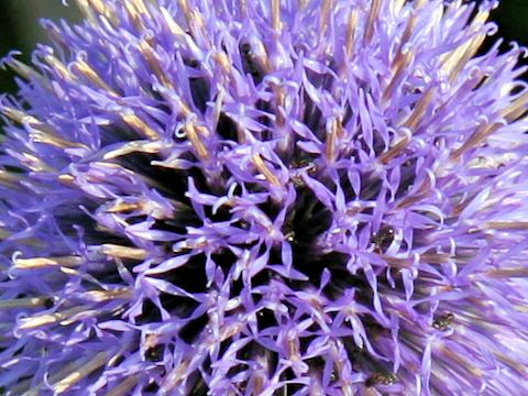 Echinops ritro