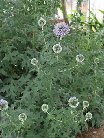 Echinops ritro