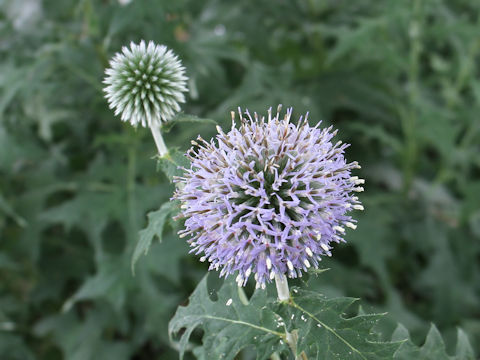 Echinops ritro