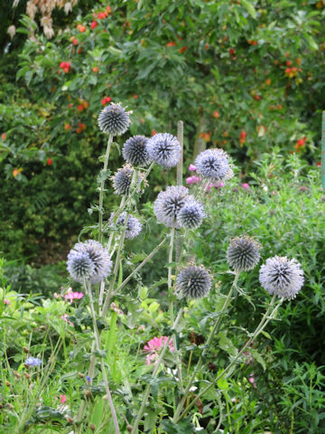 Echinops ritro