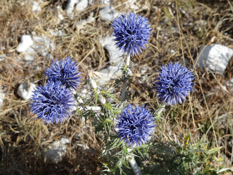 Echinops ritro