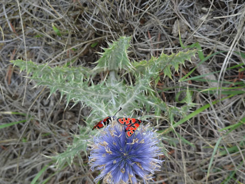 Echinops ritro