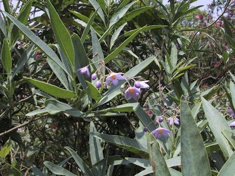 Solanum glaucophyllum