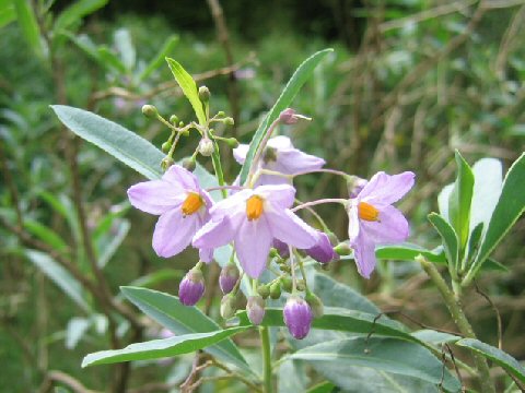 Solanum glaucophyllum