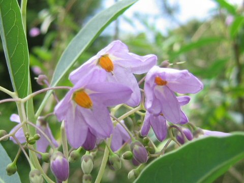 Solanum glaucophyllum