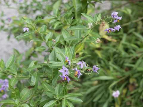 Solanum glaucophyllum