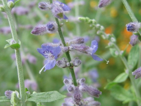 ロシアンセージ Perovskia Atriplicifolia ロシアンセージ Perovskia Atriplicifolia