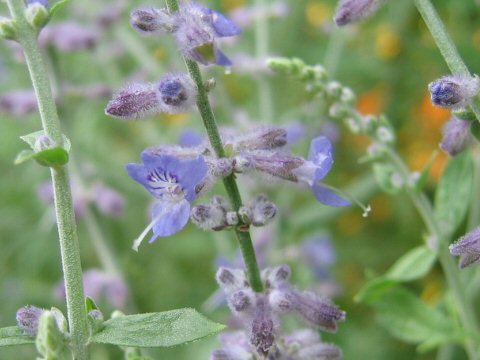 ロシアンセージ Perovskia Atriplicifolia