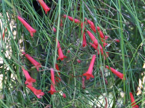 Russelia equisetiformis