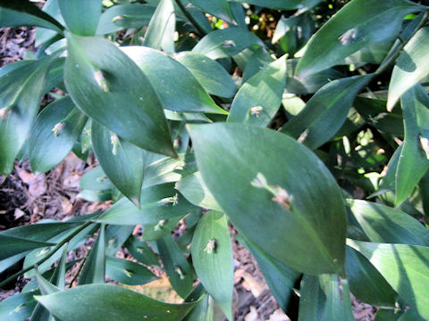 Ruscus hypoglossum