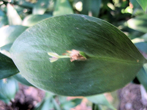 Ruscus hypoglossum