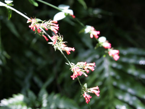 Russelia sarmentosa