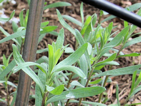 Artemisia dracunculoides