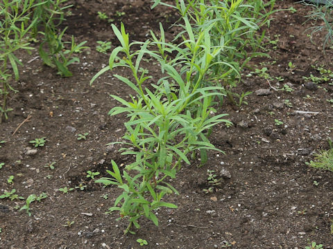 Artemisia dracunculoides