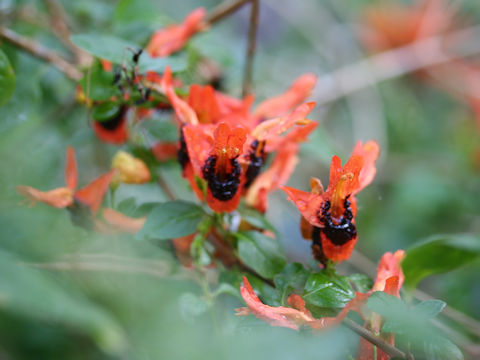 Ruttya fruticosa