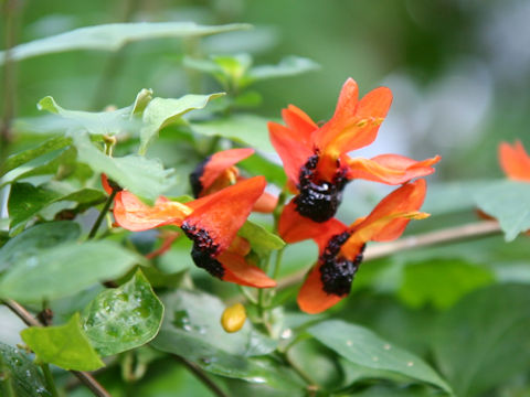 Ruttya fruticosa