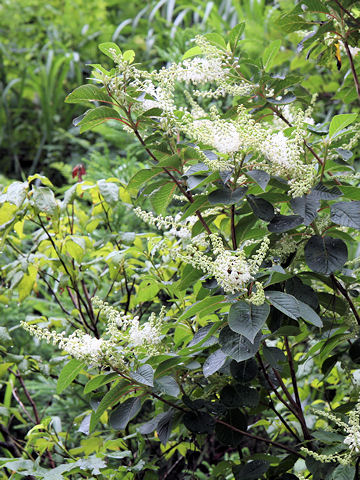 Clethra barbinervis