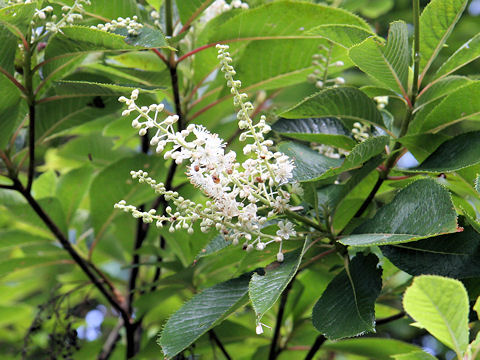 Clethra barbinervis