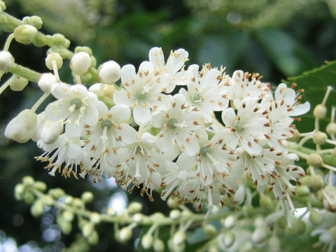 Clethra barbinervis