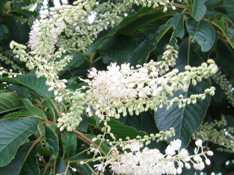 Clethra barbinervis