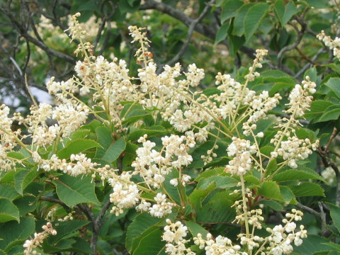 Clethra barbinervis