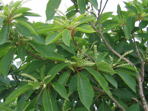 Clethra barbinervis