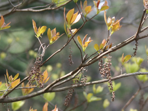 Clethra barbinervis