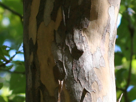 Clethra barbinervis