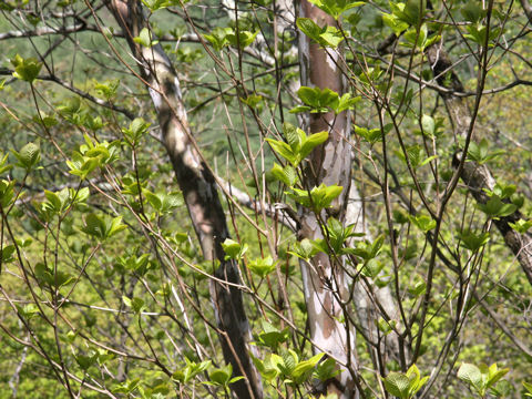 Clethra barbinervis