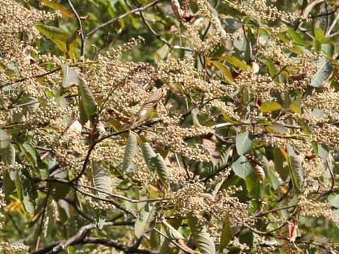 Clethra barbinervis