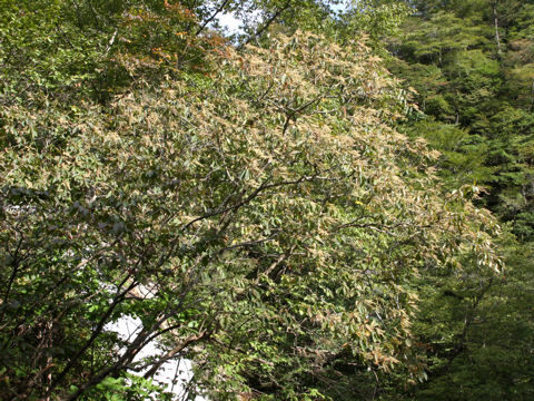 Clethra barbinervis