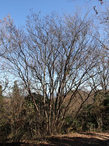 Clethra barbinervis