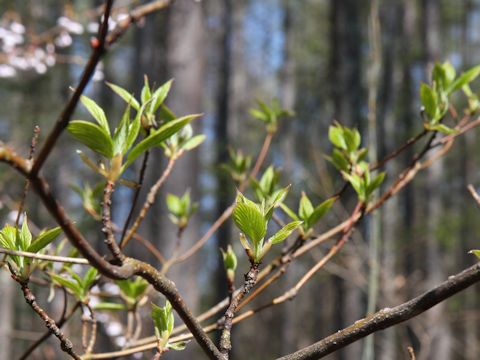 Clethra barbinervis