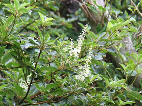 Clethra barbinervis