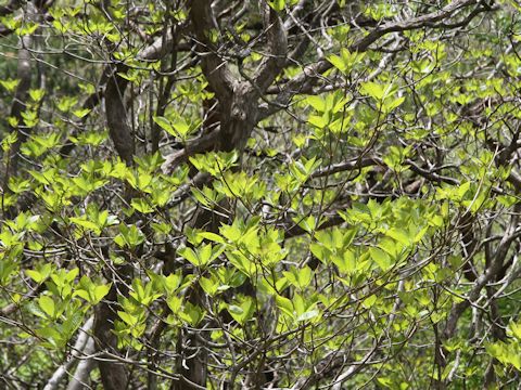 Clethra barbinervis