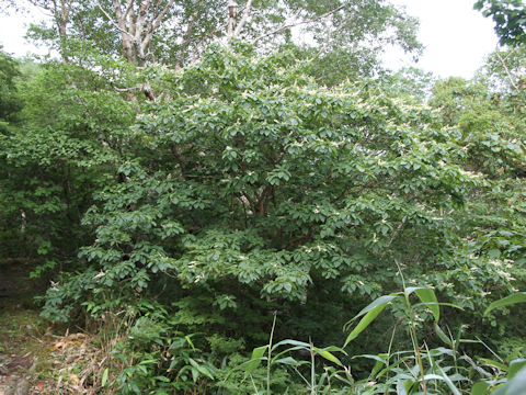 Clethra barbinervis