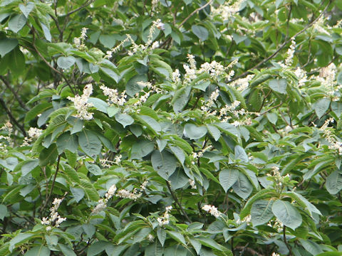 Clethra barbinervis