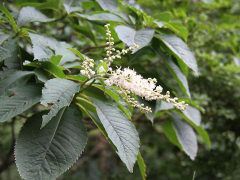 Clethra barbinervis