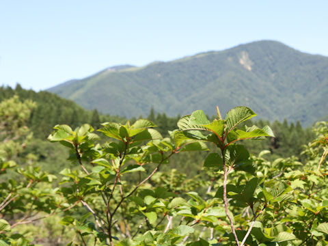 Clethra barbinervis