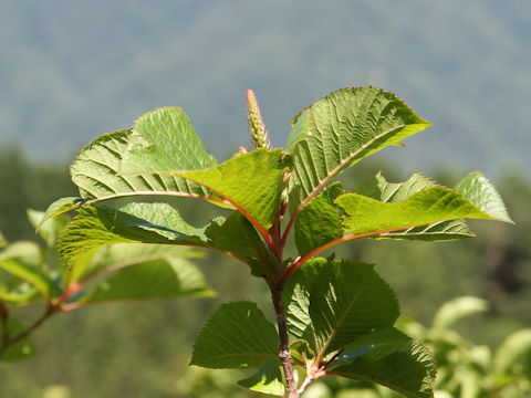 Clethra barbinervis