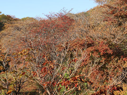 Clethra barbinervis