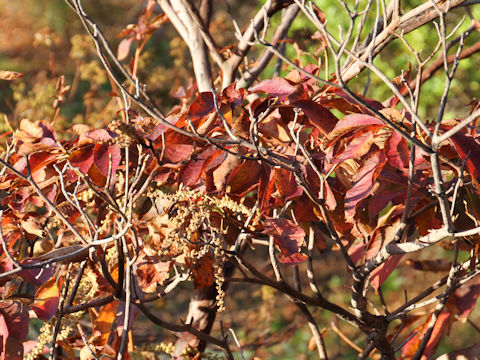 Clethra barbinervis