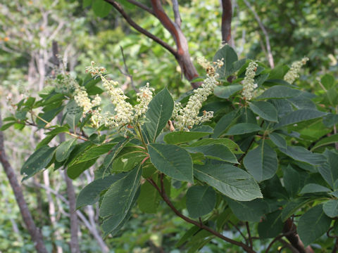 Clethra barbinervis