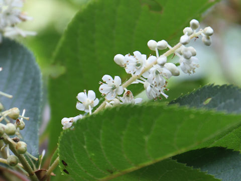 Clethra barbinervis